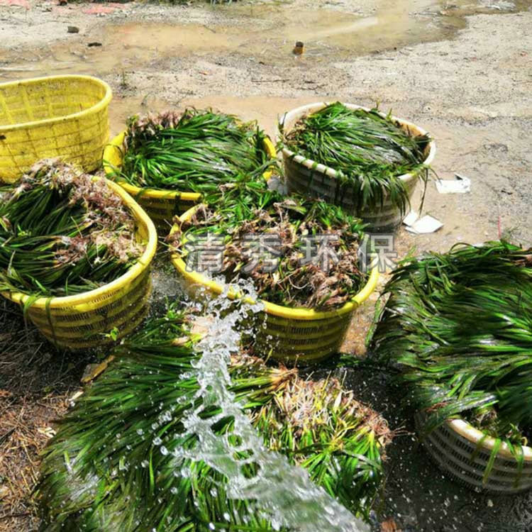 水生植物對污染物的清除及其應用